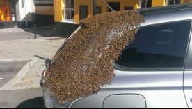 ორი დღის მანძილზე ფუტკრებს მის მანქანაზე იერიში მიქონდათ.. საბარგულის გახსნის შემდეგ ის მიხვდა, რაში იყო საქმე..