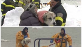 ქალი ქმარზე მეტად, ძაღლების გადარჩენაზე ნერვიულობდა (+ვიდეო)