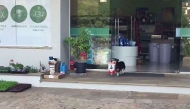 ძაღლი პუტიკო, რომელიც მაღაზიაში საყიდლებზე დამოუკიდებლად დადის (+ვიდეო)