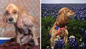 "მანამდე და შემდეგ", ძაღლების ემოციური ფოტოები, რომლებიც გულგრილს არავის დატოვებს