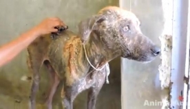 ერთი შეხედვით, ამ ძაღლს ვეღარაფერი გადაარჩენდა, მაგრამ კეთილმა ადამიანებმა სცადეს... (+ვიდეო)