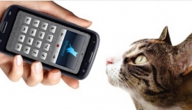 ტელეფონის ახალი აპლიკაცია, თქვენს ნათქვამს კატას თავის ენაზე უთარგმნის