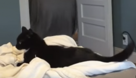 კატა პანიკაში ჩავარდა, როდესაც უეცრად მისი პატრონი გაქრა (სახალისო ვიდეო)