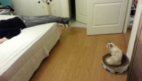 ნახეთ რა გააკეთა კატამ, როდესაც პატრონმა თავი მოიმკვდარუნა (+ვიდეო)