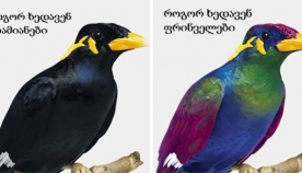 რა ფერებში აღიქვამენ გარემოს ფრინველები?