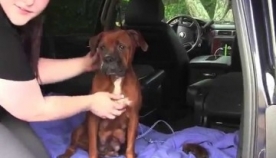  ამ ძაღლს არ სურდა ლეკვების გაჩენა, მიზეზი სევდისმომგვრელია (+ვიდეო)