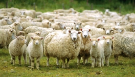 უფლისციხის მოსახლეობა სოფელში დაავადებული ცხვრის შეყვანას აპროტესტებს