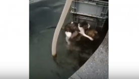 მამაცი ძაღლი კატის დასახმარებლად წყალში გადახტა (ემოციური ვიდეო)