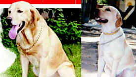გმირი ძაღლი, რომელმაც 1993 წელს მუმბაიში ათასობით ადამიანის სიცოცხლე გადაარჩინა