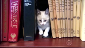 "კატების ბიბლიოთეკა" (+ფოტო & ვიდეო)