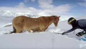 ცხენი თოვლში ჩარჩა, ის 4 დღის გნმავლობაში გამოსვლას ვერ ახერხებდა (+ვიდეო)
