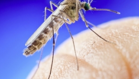 რამდენჯერ შეიძლება უკბინოს კოღომ ადამიანს?