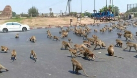 ტაილანდში ტურისტების სიმცირის გამო, მშიერი მაიმუნები აგრესიაზე გადავიდნენ (უჩვეულო ვიდეო)