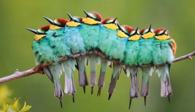 ეს ფრინველები უსაყვარლესები არიან - როდესაც ერთმანეთს ეხუტებიან (+ფოტო)