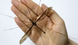 მსოფლიოში ყველაზე დიდი კოღო დაიჭირეს