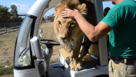 ლომი ტურისტებთან ავტომობილში შეძვრა და ყველას ჩახუტებით გაუმასპინძლდა (+ვიდეო)