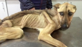 10 თვის მანძილზე ამ ძაღლს აშიმშილებდნენ.. მისი გადარჩენის შანსი პრაქტიკულად არ იყო, მაგრამ შეშინებულ თვალებში ჯერ კიდევ ანათებდა იმედი (+ვიდეო)