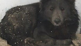 რუსეთში იპოვეს ძაღლი, რომელიც დათვს ძალიან ჰგავს