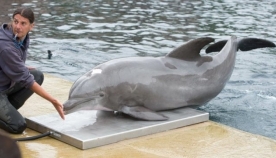 მობი - მსოფლიოში ყველაზე ასაკოვანი დელფინი, რომელიც ტყვეობაში ცხოვრობდა, 58 წლის ასაკში მოკვდა