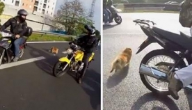 მოტოციკლისტებმა შეამჩნიეს, რომ დაბნეულ ძაღლს სატვირთო მანქანა ეჯახებოდა... (+ვიდეო)