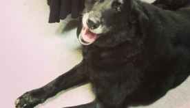 10 წლის წინ დაკარგული ძაღლი პატრონთან მოულოდნელად დაბრუნდა