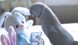 თუთიყუშს დაბადების დღეზე საყვარელი სათამაშო აჩუქეს (+ვიდეო)
