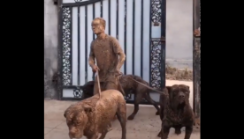 როგორ გამოიყურება სახლში დაბრუნებული მამაკაცი, რომელმაც 3 უზარმაზარი ძაღლი გაასეირნა (სახალისო ვიდეო)