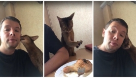 როგორ იქცევა კატა, რათა პატრონისგან გემრიელი საკვები მიიღოს (სახალისო ვიდეო)