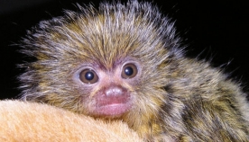 ჯუჯა მაიმუნი – ყველაზე პატარა მაიმუნი დედამიწაზე (+ფოტო)