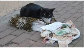 კატა დახმარების სათხოვნელად ყოველდღე ქუჩაში გამოდის