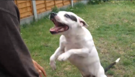 ვერ წარმოიდგენთ, რას აკეთებს ეს  ძაღლი, როდესაც ტამტამის  ხმა ესმის (+ვიდეო)