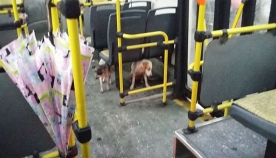 საშინელი ქარიშხლის დროს ავტობუსის მძღოლმა ორი უპატრონო ძაღლი შეამჩნია. მამაკაცის საქციელმა თვითმხილველები გააოცა