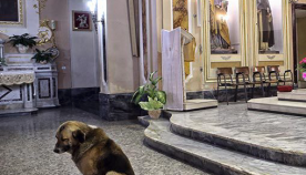 ძაღლი, რომელიც პატრონის გარდაცვალების შემდეგ ტაძარში წირვას მარტო ესწრებოდა