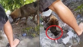 დედა ძაღლმა წყალდიდობის დროს ბუნაგში ჩარჩენილი ლეკვები გადაარჩინა (+ვიდეო)