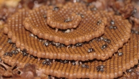 უნესტრო ფუტკრების სპირალური სკები (ფოტოგალერეა)