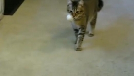 მსოფლიოში პირველი კატა, რომელიც ლუკმაპურს შრომით მოიპოვებს (+ვიდეო)