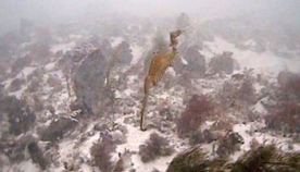 არსება, რომელიც კამერამ პირველად დააფიქსირა - ზღვის ლალისებრი გველეშაპი (+ვიდეო)
