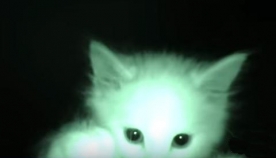 რას აკეთებენ კნუტები ღამით (+ვიდეო)