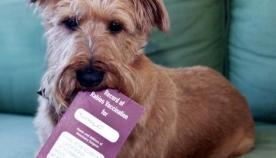 თბილისში უსახლკარო ძაღლების პასპორტიზაცია იწყება