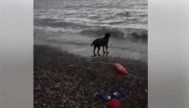 "მაშველი" ძაღლი ბათურა ბათუმიდან, რომელიც სანაპიროზე ადამიანების სიცოცხლეს იცავს (+ვიდეო)