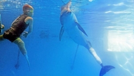 შეზღუდული შესაძლებლობების ბავშვს ცურვაში დელფინი ეხმარება (+ვიდეო)