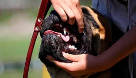 როგორ განვსაზღვროთ ძაღლის ასაკი კბილების მიხედვით?