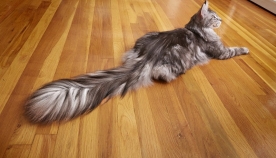 კატა, რომელსაც ყველაზე გრძელი კუდი აქვს მსოფლიოში (+ფოტო)