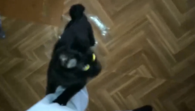 როგორ შეხვდა კატა პატრონებს, რომლებიც "კატების გამოფენიდან" სახლში დაბრუნდნენ? (+ვიდეო)
