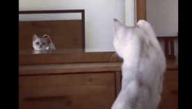 კატამ თავისი ყურები სარკეში პირველად დაინახა... მას წარმოუდგენელი რეაქცია აქვს (სახალისო ვიდეო)