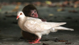 განსხვავებული ცხოველები, რომლებსაც უანგაროდ უყვართ ერთმანეთი (+ფოტო)