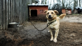2016 წლიდან უნგრეთში ძაღლის ჯაჭვით დაბმა აკრძალეს