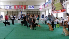 თბილისში ძაღლების საერთაშორისო გამოფენა გაიმართება