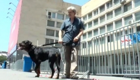 აბიტურიენტის მამა გამოცდაზე შესულ ქალიშვილს ძაღლთან ერთად ელის
