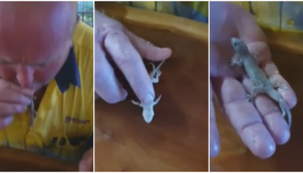 მამაკაცმა გეკონს ხელოვნური სუნთქვა ჩაუტარა და მისი სიცოცხლე გადაარჩინა (ემოციური ვიდეო)